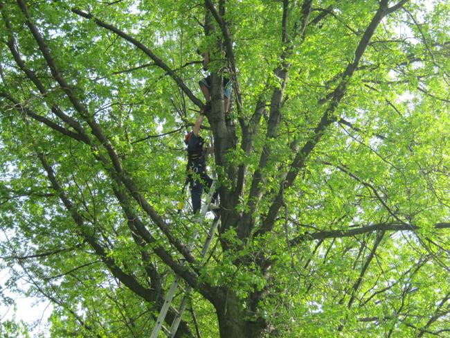 boy-in-tree.jpg