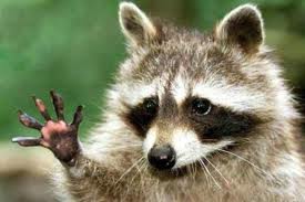 cute-raccoon.jpg